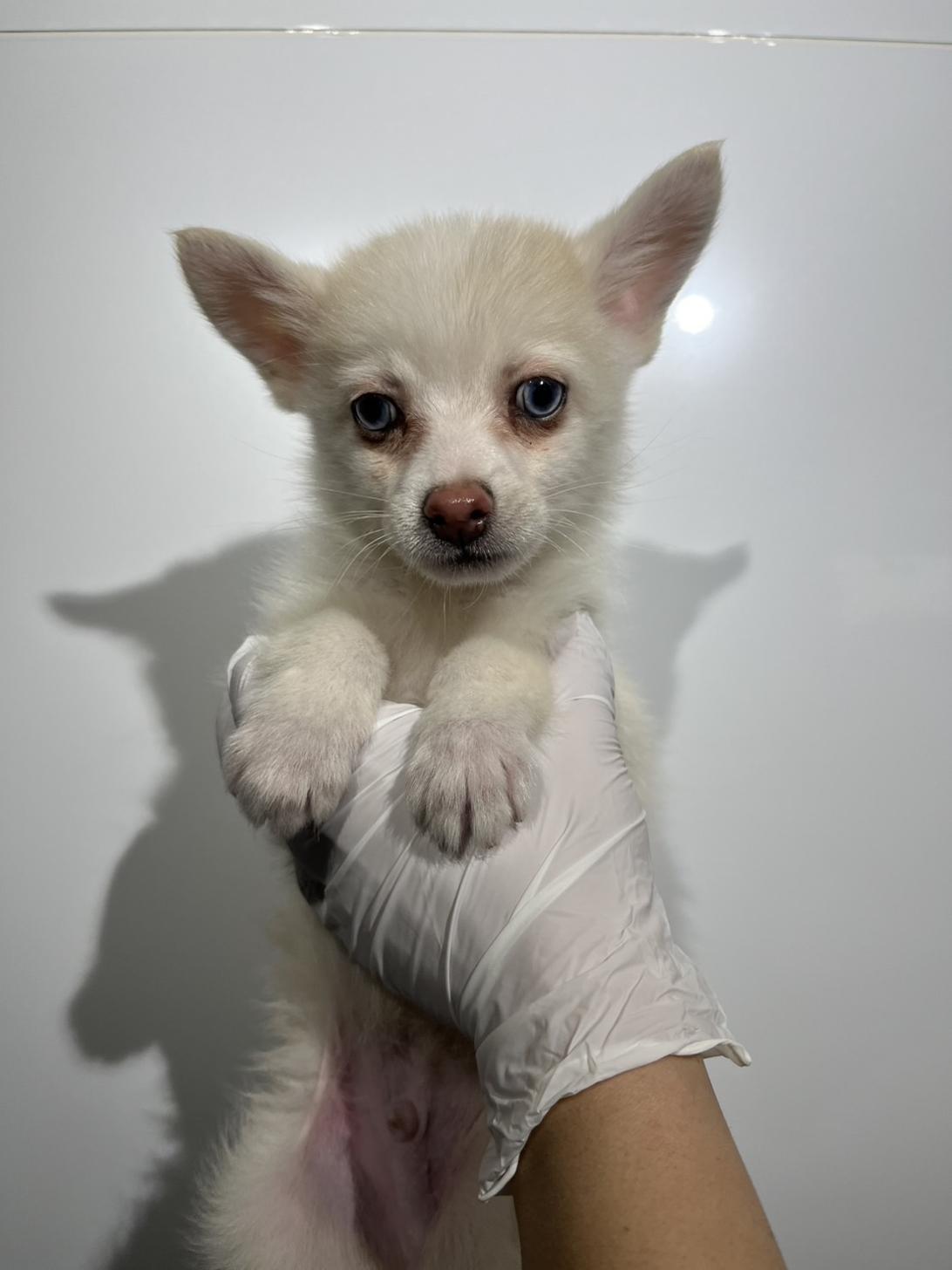 埼玉県のポメチワ/チワポメ/ポメチー(ポメラニアン×チワワ) (ペッツスマイル加須インター店/2025年9月26日生まれ/男の子/クリームホワイト)の子犬の2枚目の画像