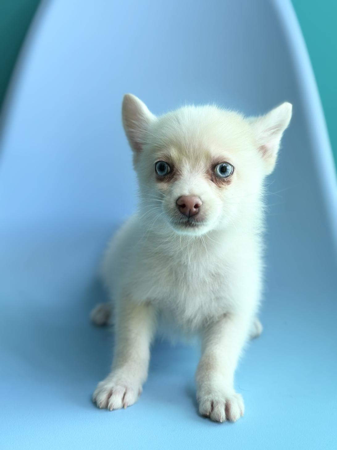 埼玉県のポメチワ/チワポメ/ポメチー(ポメラニアン×チワワ) (ペッツスマイル加須インター店/2025年9月26日生まれ/男の子/クリームホワイト)の子犬の2枚目の画像