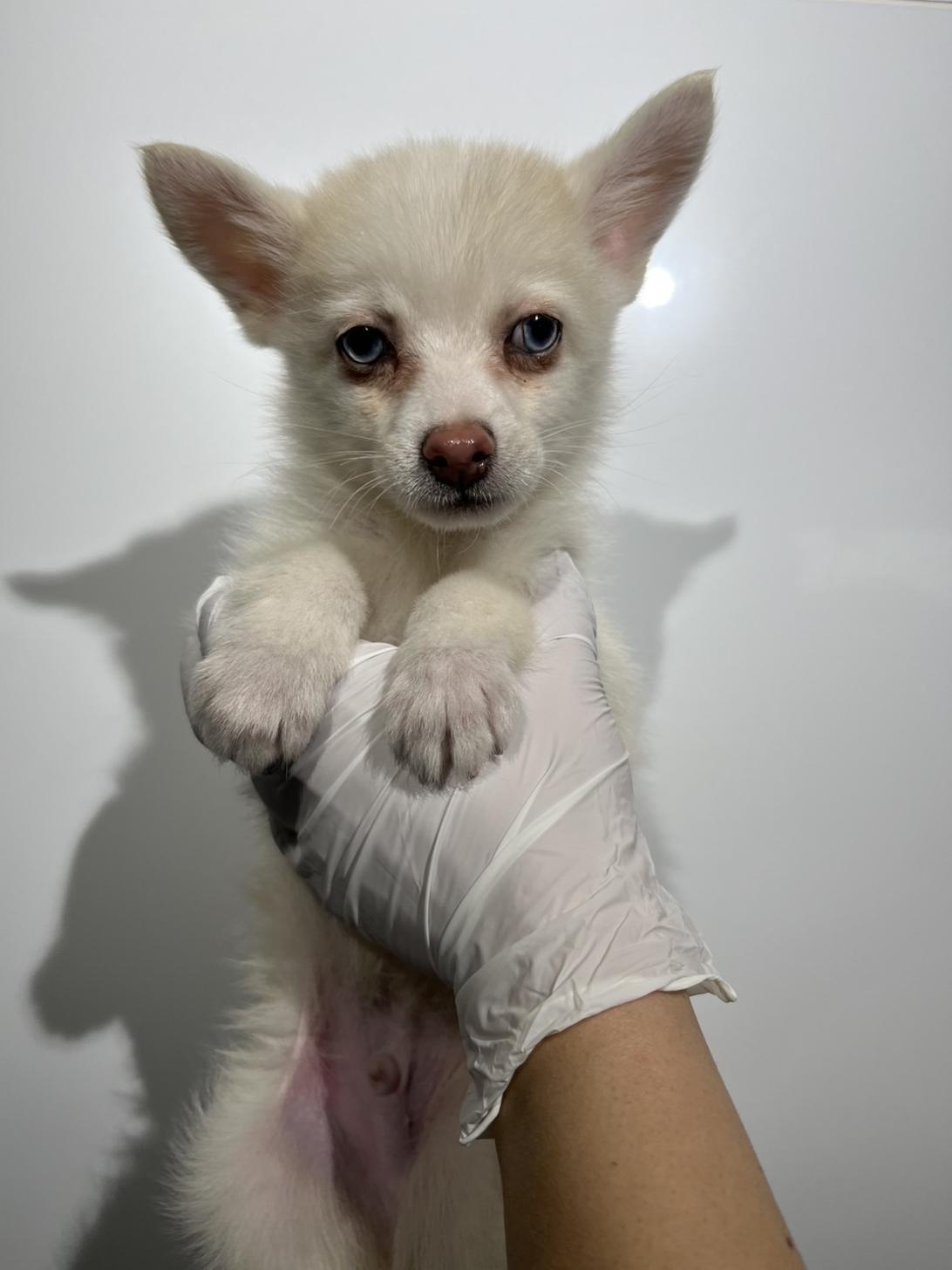 埼玉県のポメチワ/チワポメ/ポメチー(ポメラニアン×チワワ) (ペッツスマイル加須インター店/2025年9月26日生まれ/男の子/クリームホワイト)の子犬の3枚目の画像