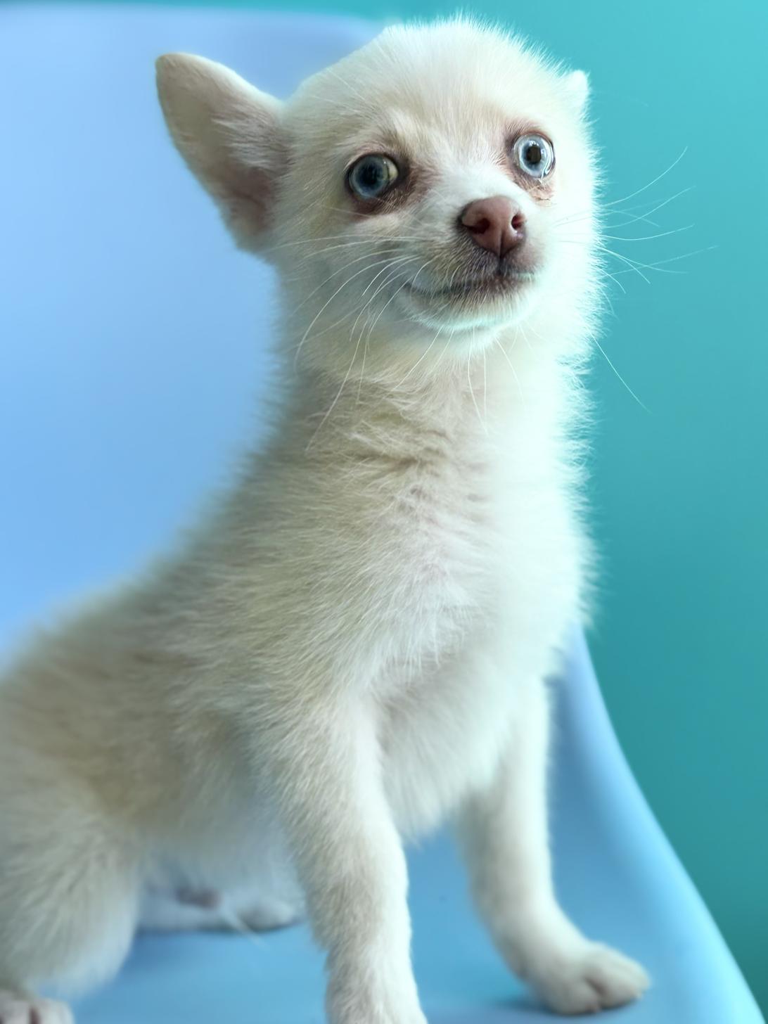 埼玉県のポメチワ/チワポメ/ポメチー(ポメラニアン×チワワ) (ペッツスマイル加須インター店/2025年9月26日生まれ/男の子/クリームホワイト)の子犬の3枚目の画像