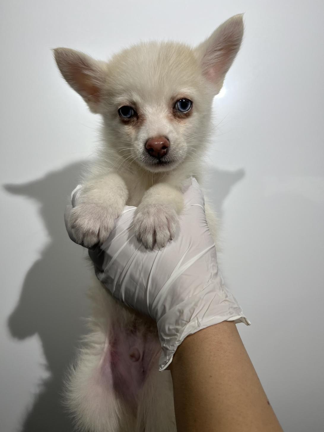 埼玉県のポメチワ/チワポメ/ポメチー(ポメラニアン×チワワ) (ペッツスマイル加須インター店/2025年9月26日生まれ/男の子/クリームホワイト)の子犬の4枚目の画像