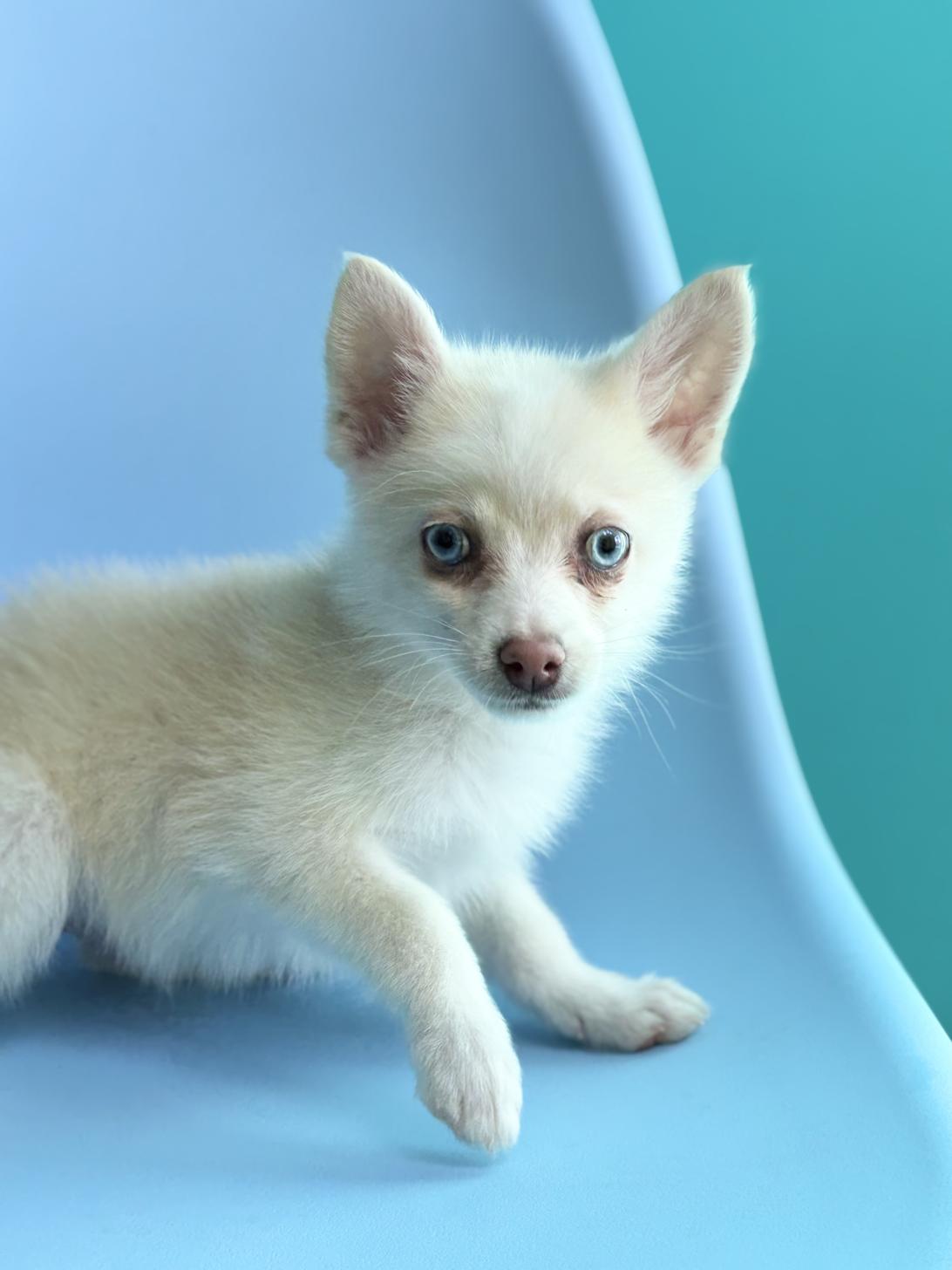 埼玉県のポメチワ/チワポメ/ポメチー(ポメラニアン×チワワ) (ペッツスマイル加須インター店/2025年9月26日生まれ/男の子/クリームホワイト)の子犬の4枚目の画像