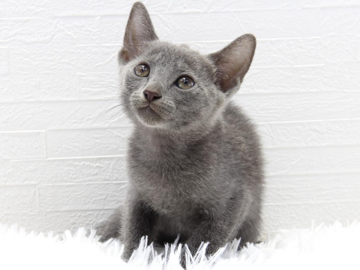 愛知県のロシアンブルー (猫福家 名古屋南店/2025年7月2日生まれ/女の子/ブルー)の子猫の1枚目の画像