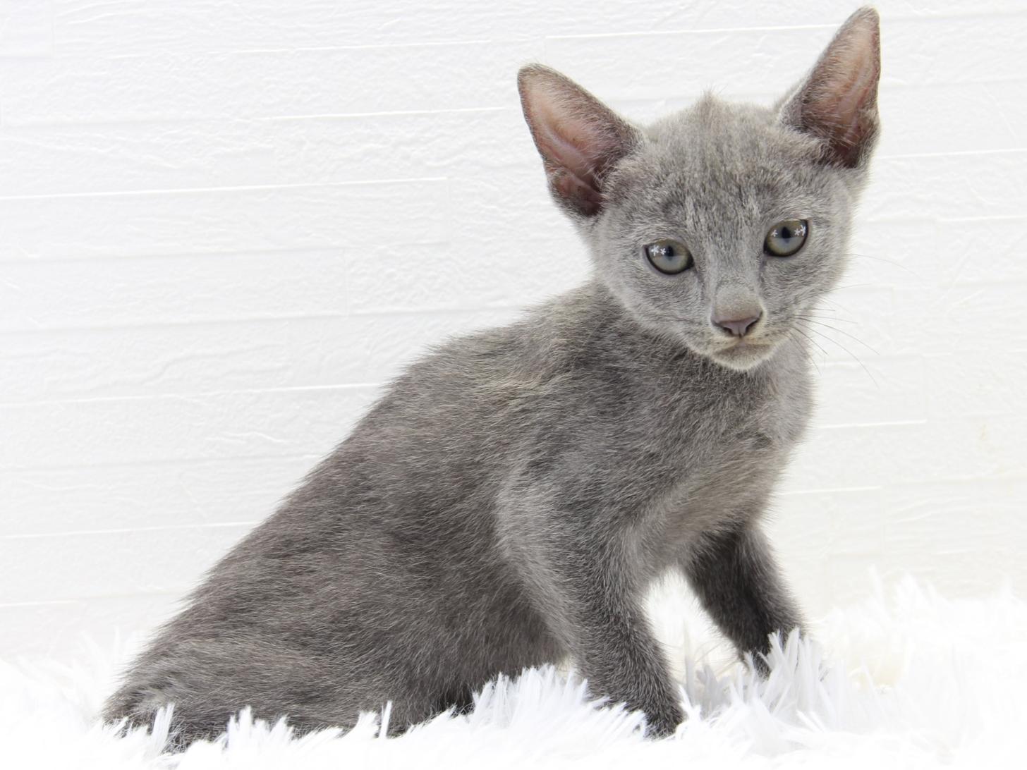 愛知県のロシアンブルー (猫福家 名古屋南店/2025年7月2日生まれ/女の子/ブルー)の子猫の2枚目の画像