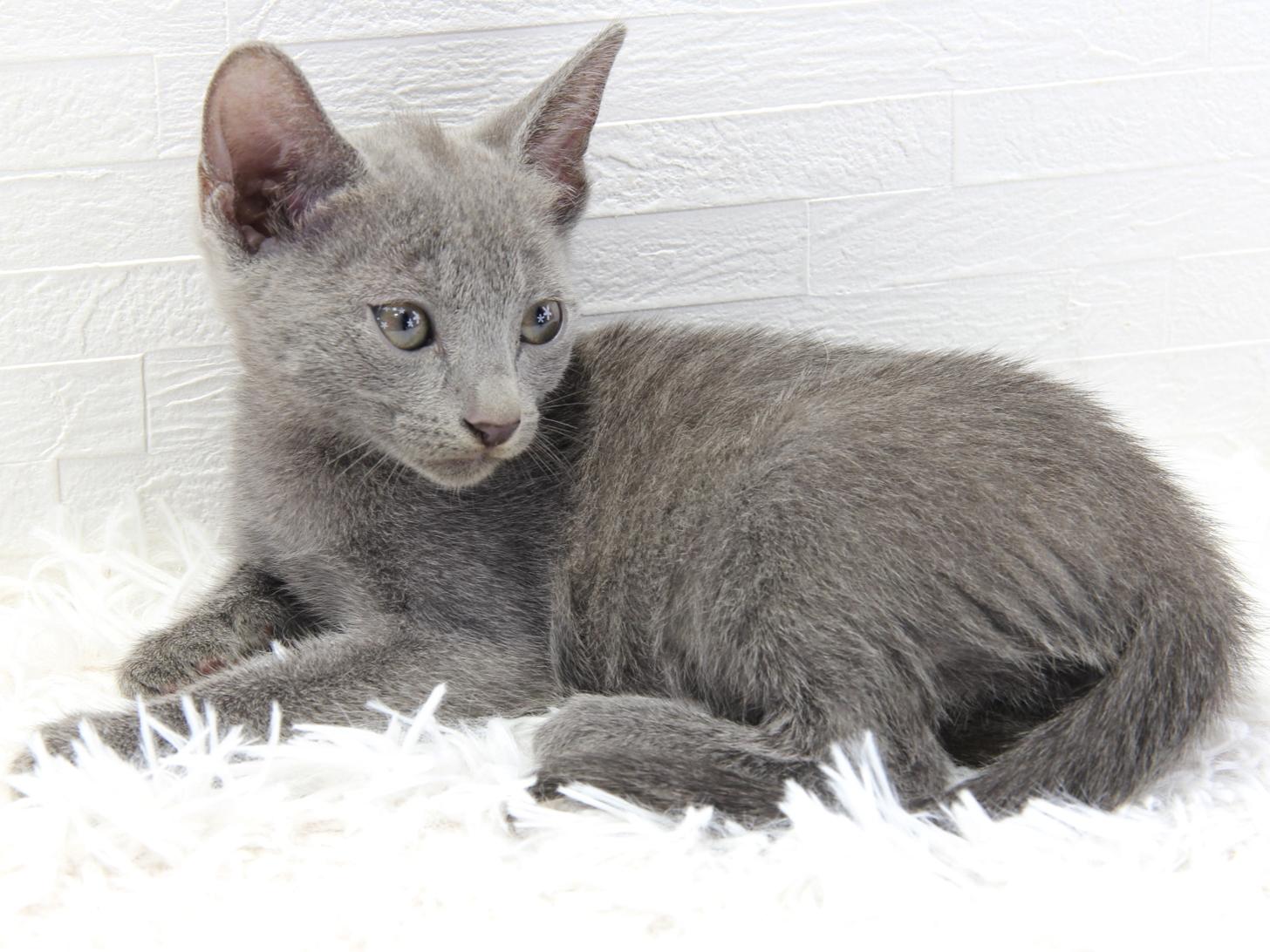 愛知県のロシアンブルー (猫福家 名古屋南店/2025年7月2日生まれ/女の子/ブルー)の子猫の4枚目の画像