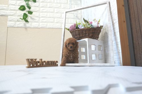 滋賀県のトイプードル(トイ) (いっぷく湖南店/2025年8月28日生まれ/男の子/レッドフォーン)の子犬の3枚目の画像