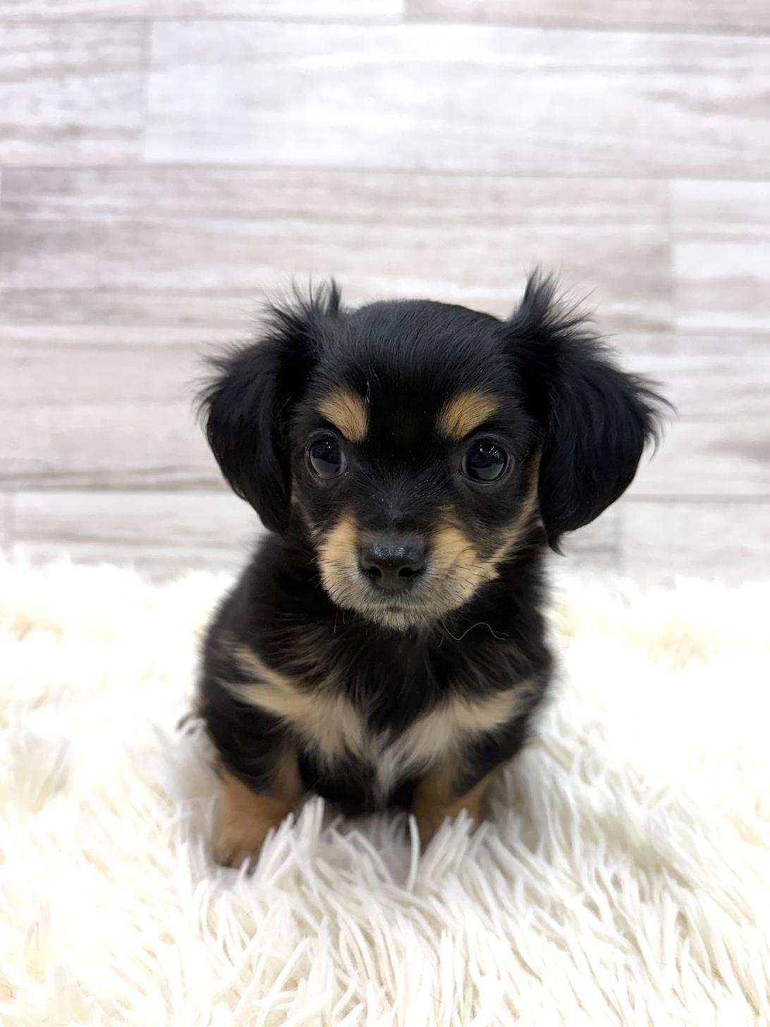 神奈川県のチワックス(チワワ×ダックス) (ペッツコンシェル川崎小田栄店/2026年2月3日生まれ/男の子/ブラックタン)の子犬