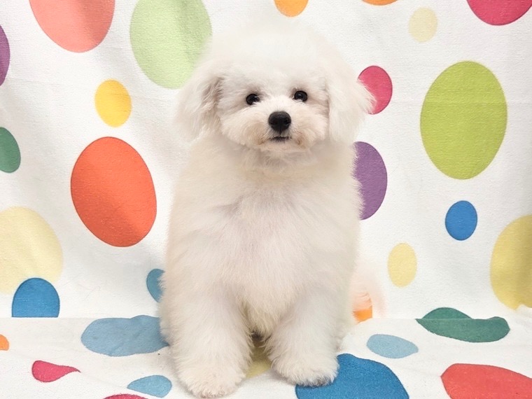 愛知県のビションフリーゼ (ハピースペット春日井アミーゴ店/2026年6月4日生まれ/女の子/ホワイト)の子犬の1枚目の画像