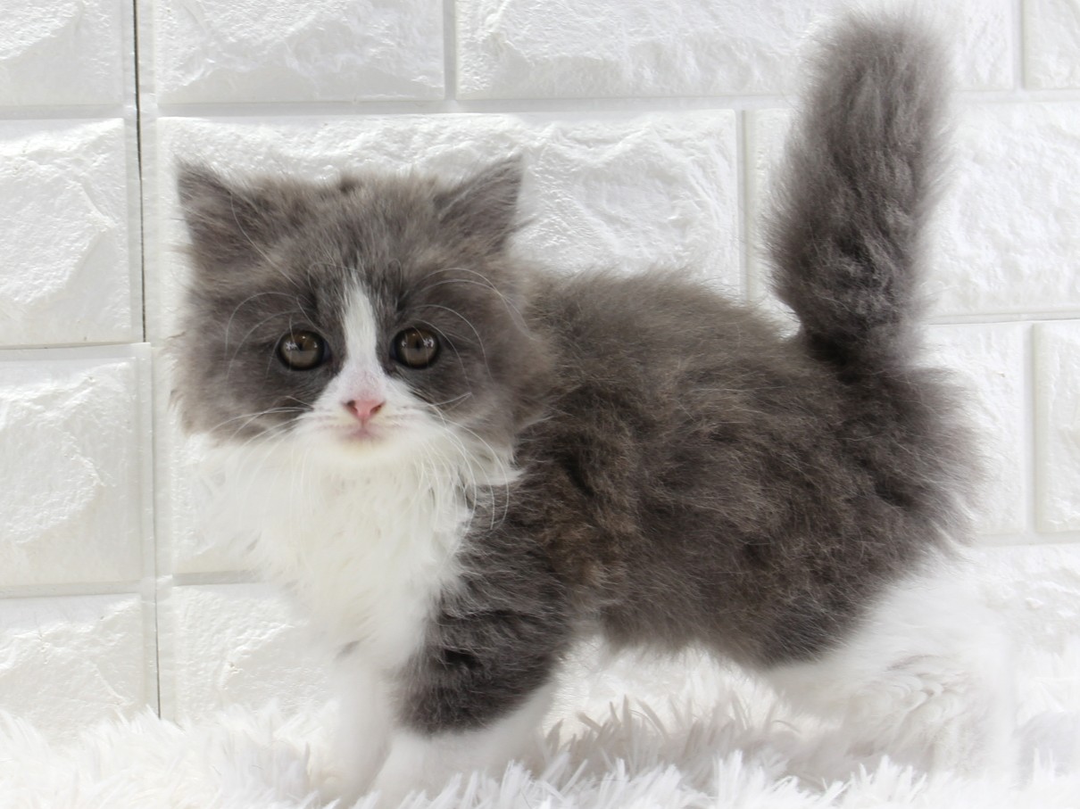 愛知県のブリティッシュロングヘアー (猫福家 名古屋南店/2026年1月19日生まれ/女の子/ブルーホワイト)の子猫の1枚目の画像