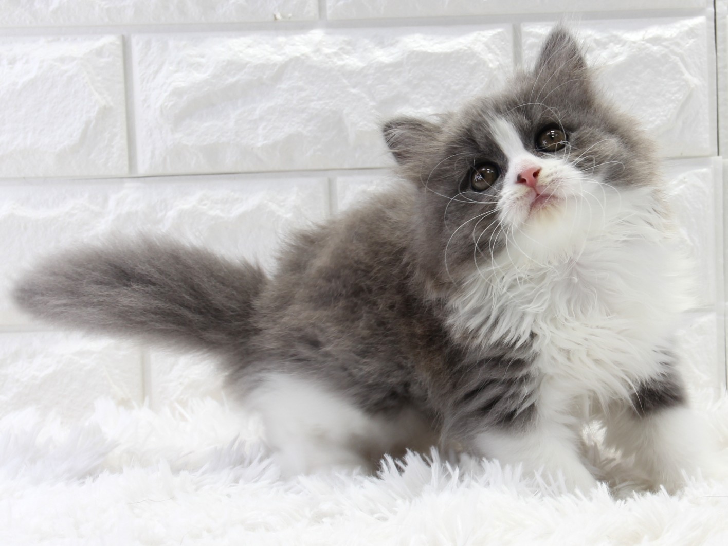愛知県のブリティッシュロングヘアー (猫福家 名古屋南店/2026年1月19日生まれ/女の子/ブルーホワイト)の子猫の2枚目の画像