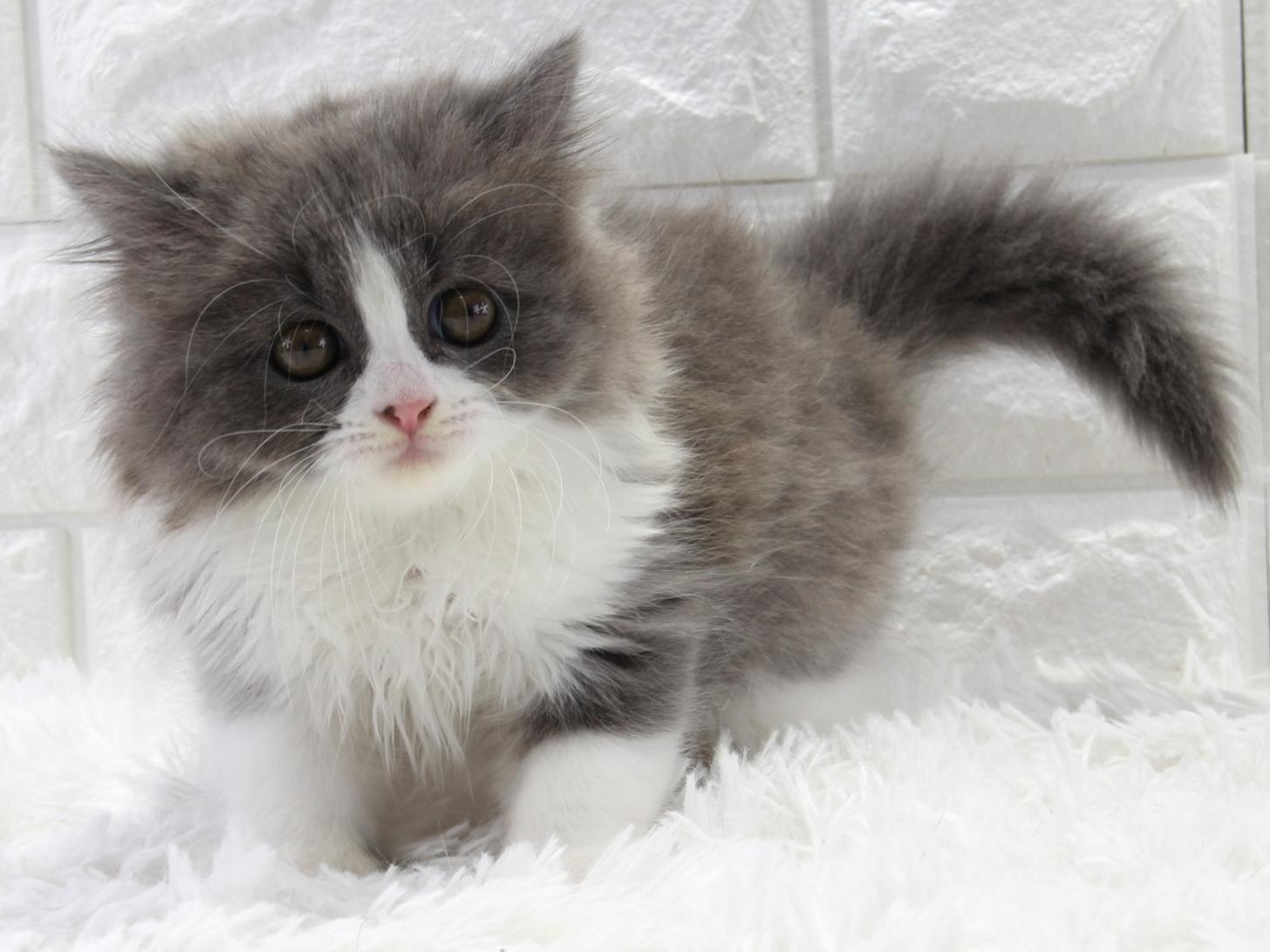 愛知県のブリティッシュロングヘアー (猫福家 名古屋南店/2026年1月19日生まれ/女の子/ブルーホワイト)の子猫の3枚目の画像