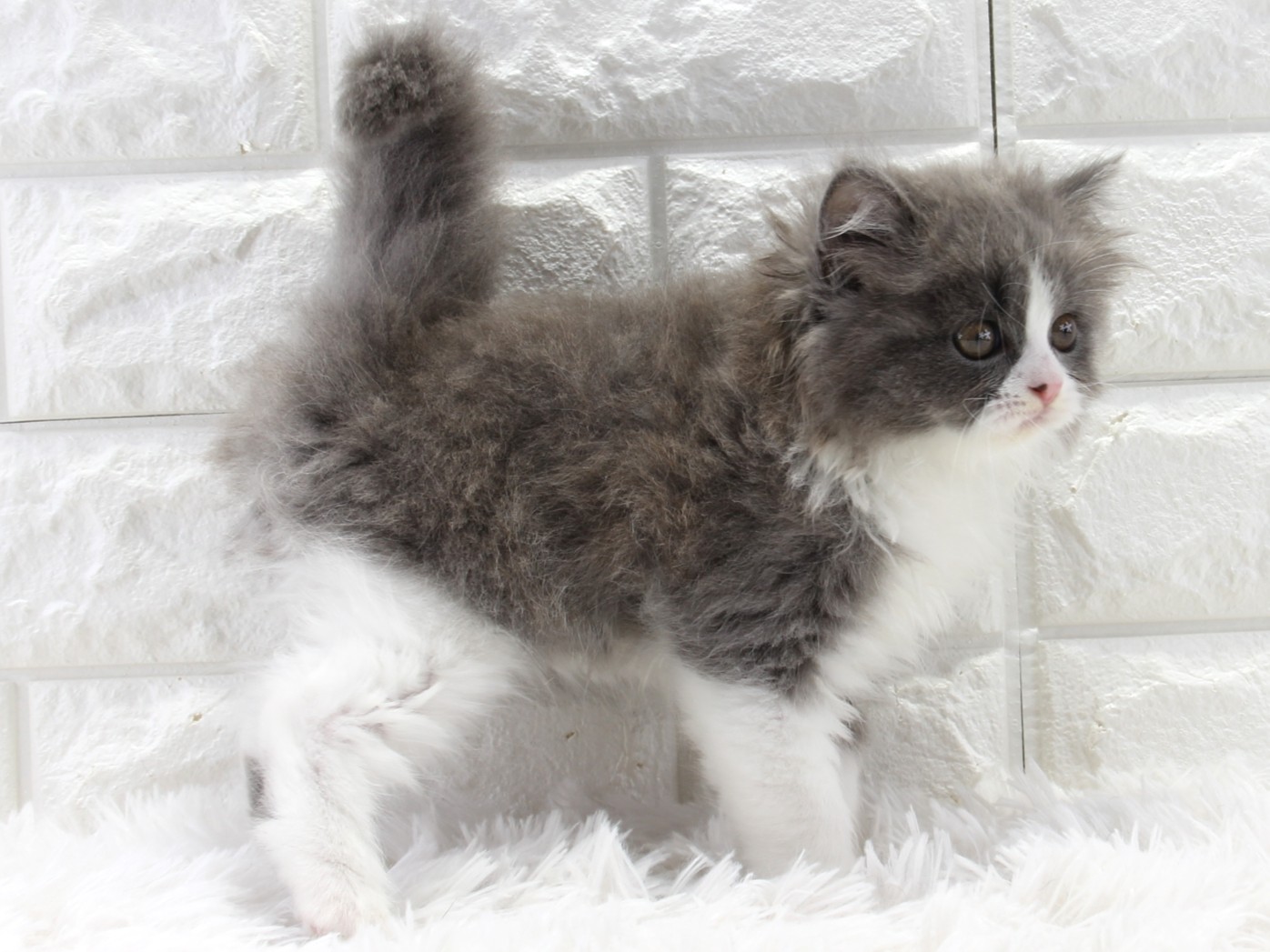愛知県のブリティッシュロングヘアー (猫福家 名古屋南店/2026年1月19日生まれ/女の子/ブルーホワイト)の子猫の4枚目の画像