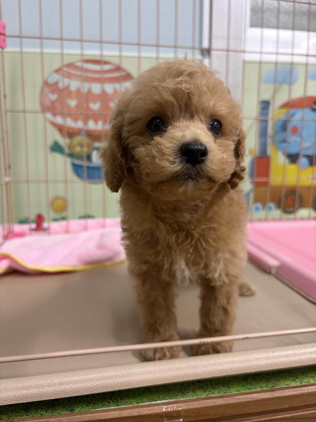 愛知県のトイプードル(トイ) (子いぬの足あと/2026年4月25日生まれ/女の子/オレンジフォーン)の子犬