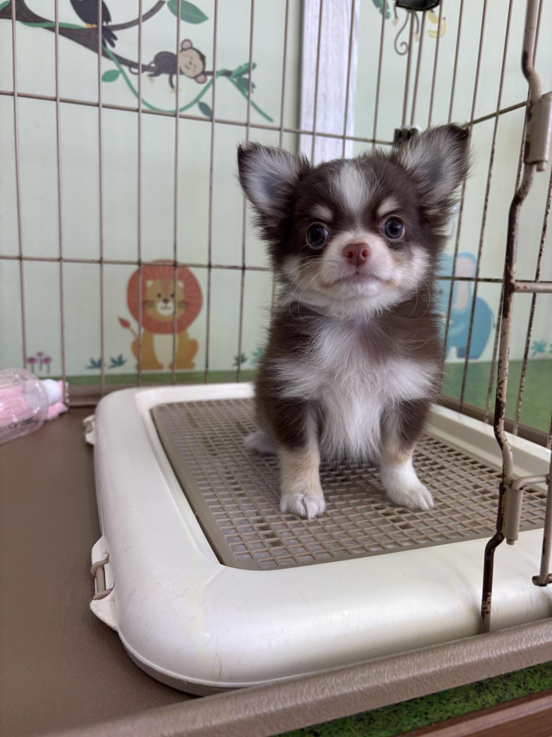 愛知県のチワワ(ロング) (子いぬの足あと/2026年1月18日生まれ/男の子/チョコレートクリームホワイト)の子犬