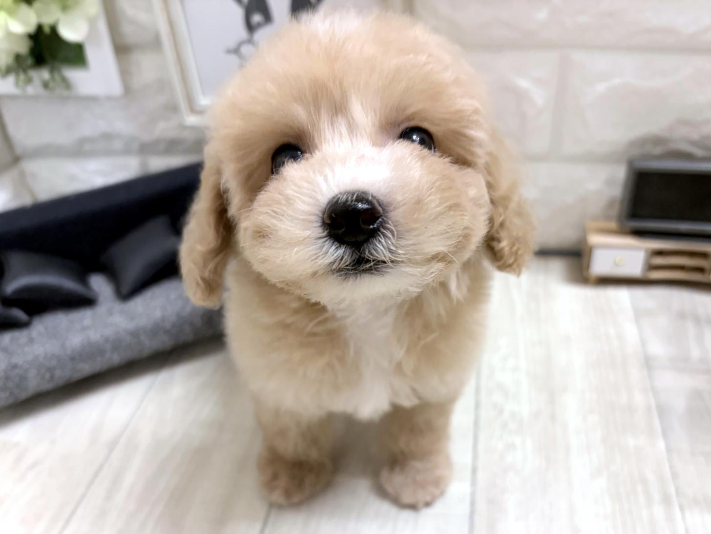 和歌山県のビションプー(ビションフリーゼ×プードル) (DOGMAN和歌山店/2026年5月31日生まれ/女の子/アプリコットホワイト)の子犬の1枚目の画像