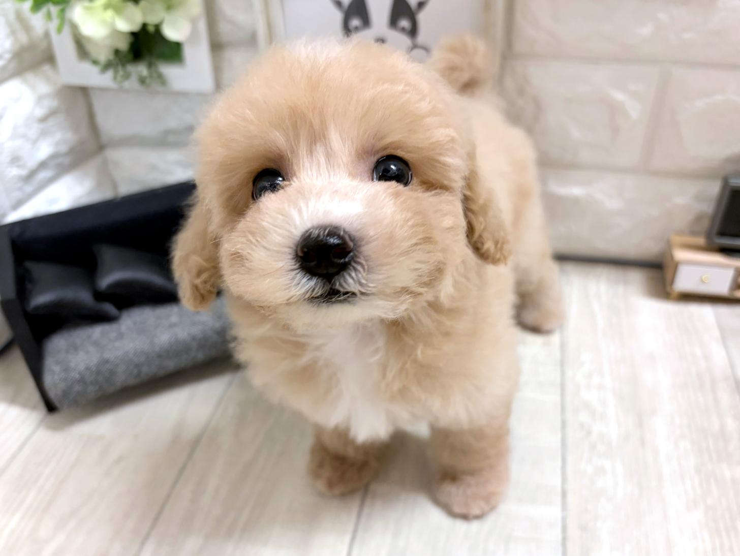 和歌山県のビションプー(ビションフリーゼ×プードル) (DOGMAN和歌山店/2026年5月31日生まれ/女の子/アプリコットホワイト)の子犬の3枚目の画像
