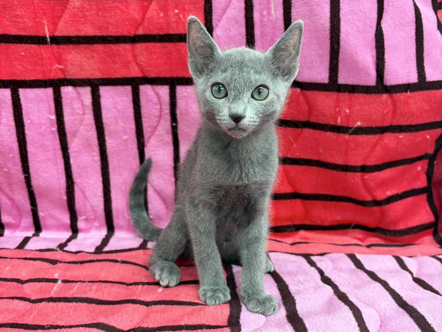 愛知県のロシアンブルー (ハピースペット春日井アミーゴ店/2025年10月25日生まれ/男の子/ブルー)の子猫の1枚目の画像