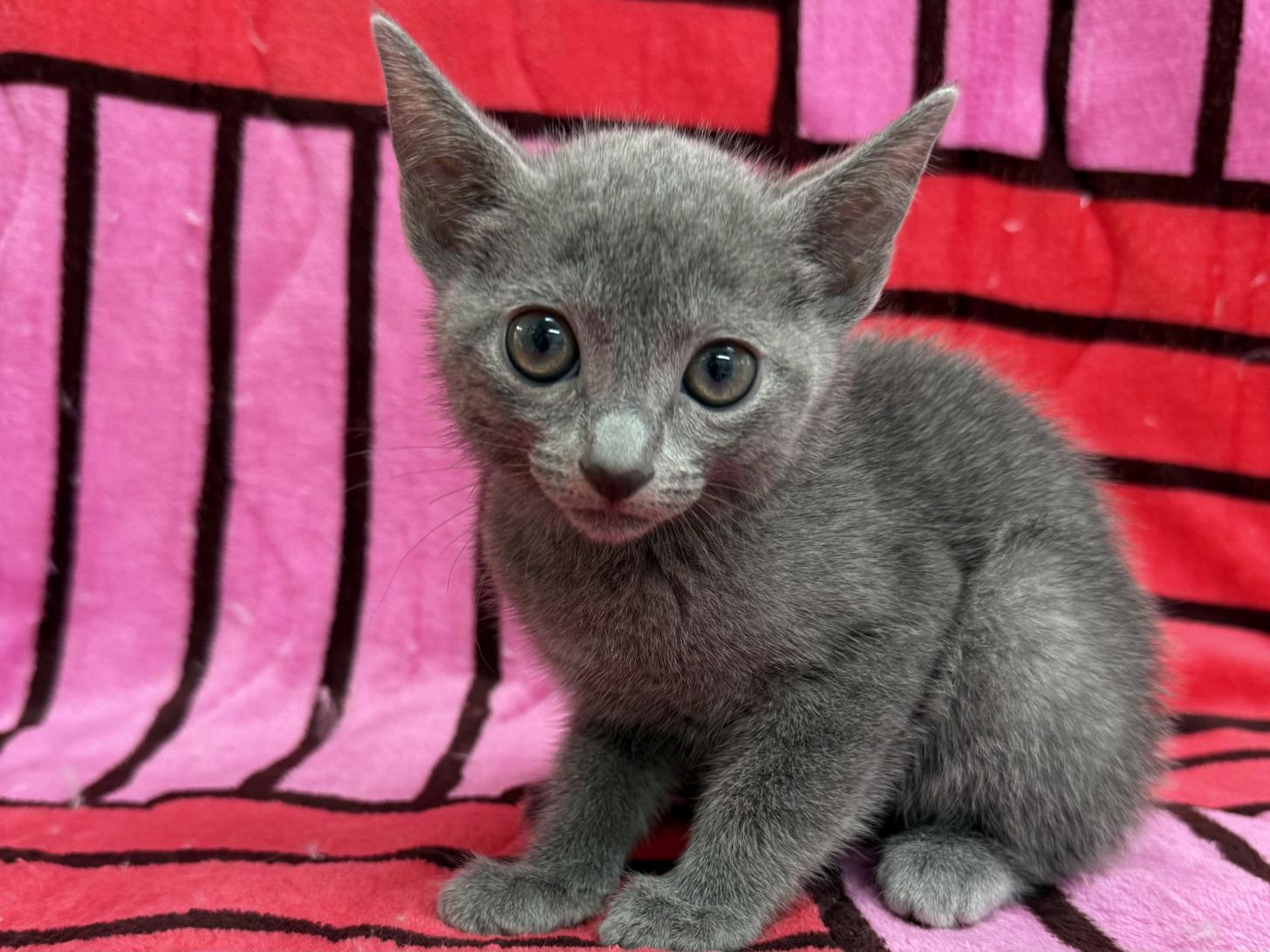 愛知県のロシアンブルー (ハピースペット春日井アミーゴ店/2025年10月25日生まれ/男の子/ブルー)の子猫の1枚目の画像