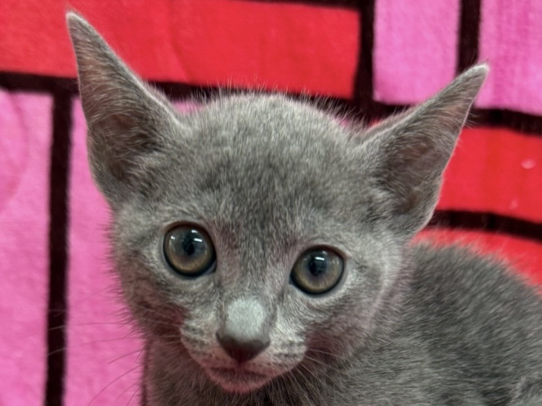 愛知県のロシアンブルー (ハピースペット春日井アミーゴ店/2025年10月25日生まれ/男の子/ブルー)の子猫の2枚目の画像