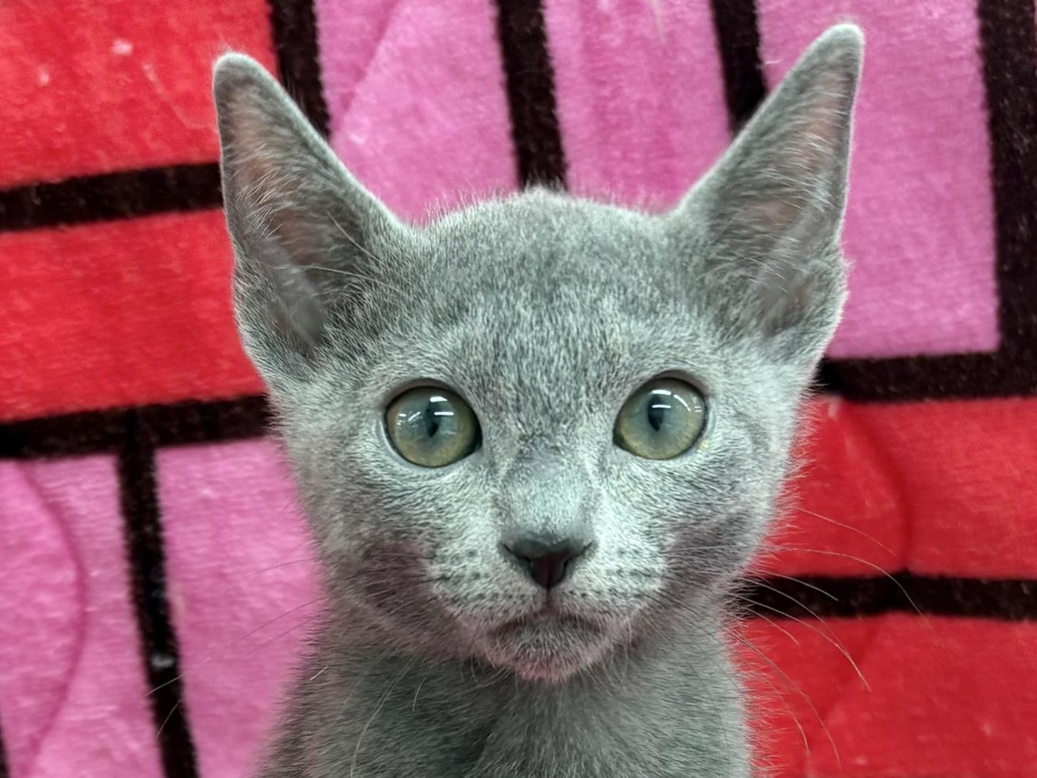 愛知県のロシアンブルー (ハピースペット春日井アミーゴ店/2025年10月25日生まれ/男の子/ブルー)の子猫の2枚目の画像