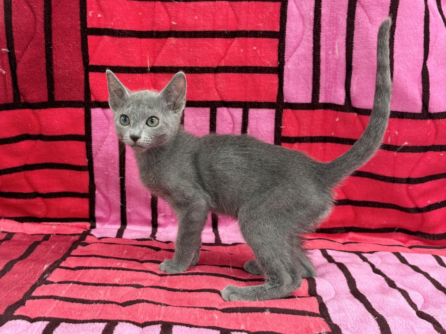 愛知県のロシアンブルー (ハピースペット春日井アミーゴ店/2025年10月25日生まれ/男の子/ブルー)の子猫の3枚目の画像