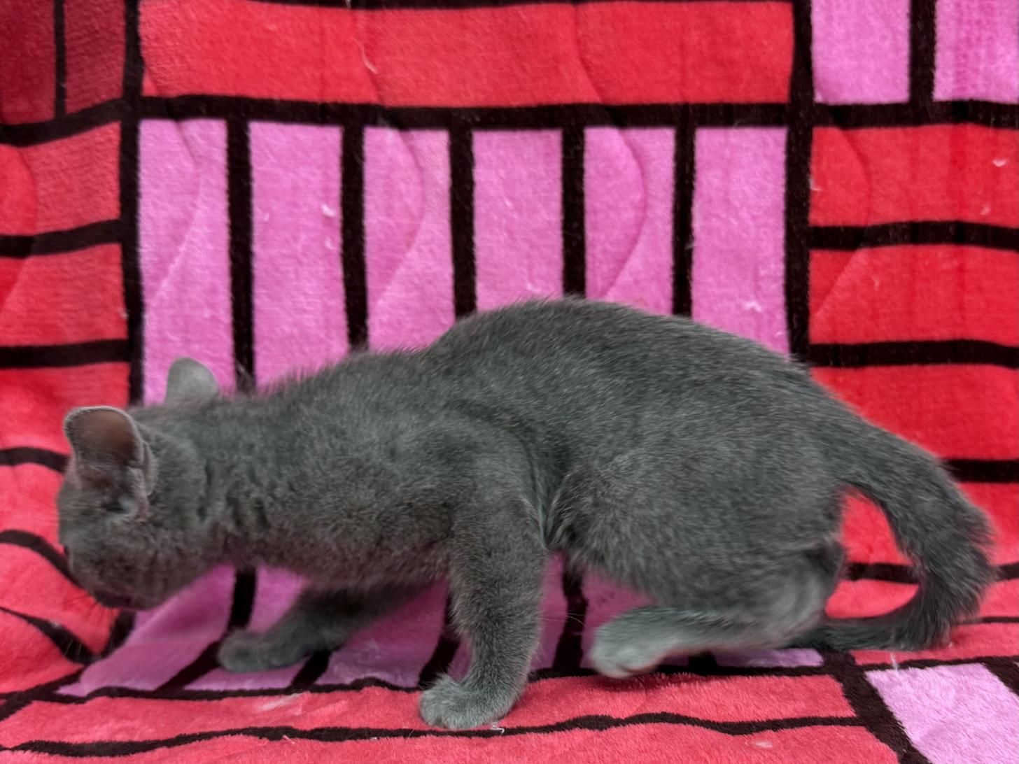 愛知県のロシアンブルー (ハピースペット春日井アミーゴ店/2025年10月25日生まれ/男の子/ブルー)の子猫の3枚目の画像