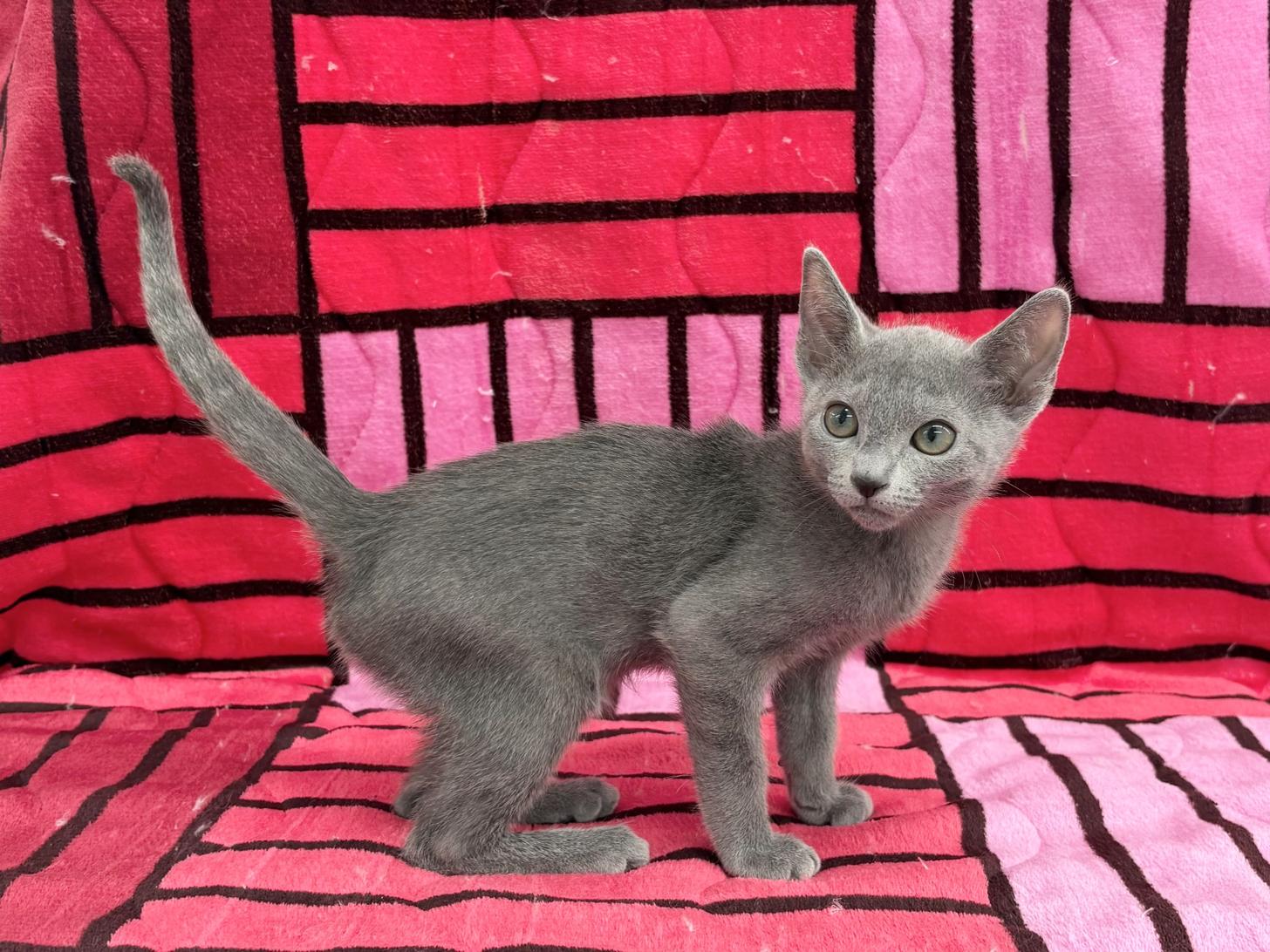 愛知県のロシアンブルー (ハピースペット春日井アミーゴ店/2025年10月25日生まれ/男の子/ブルー)の子猫の4枚目の画像