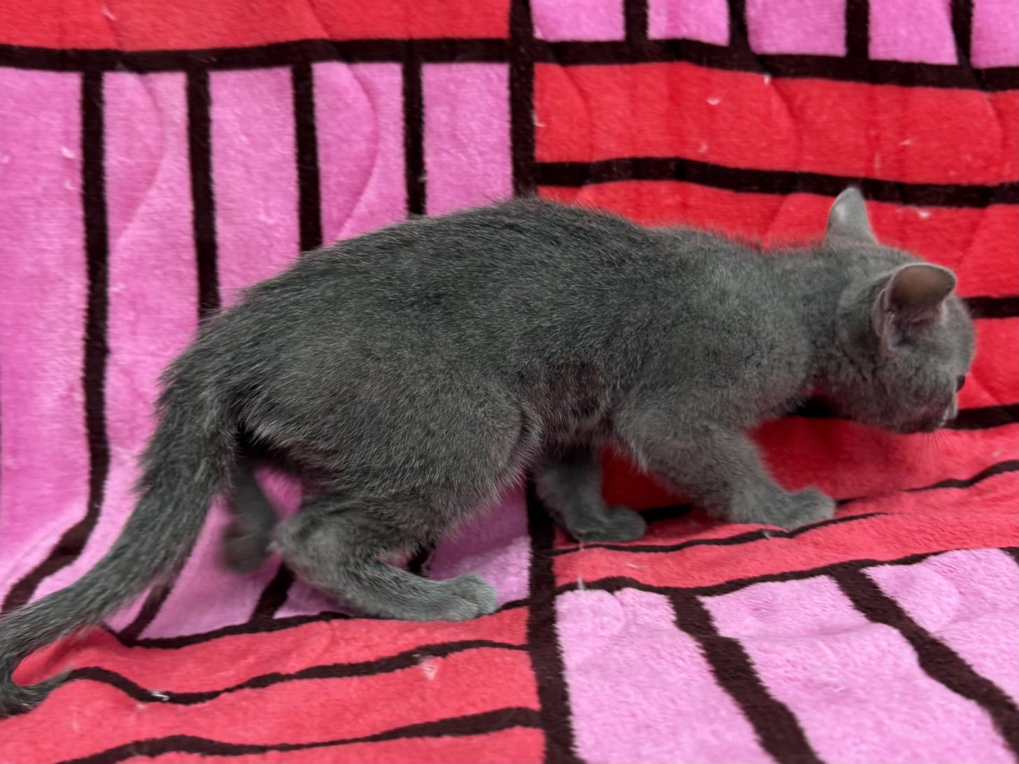 愛知県のロシアンブルー (ハピースペット春日井アミーゴ店/2025年10月25日生まれ/男の子/ブルー)の子猫の4枚目の画像