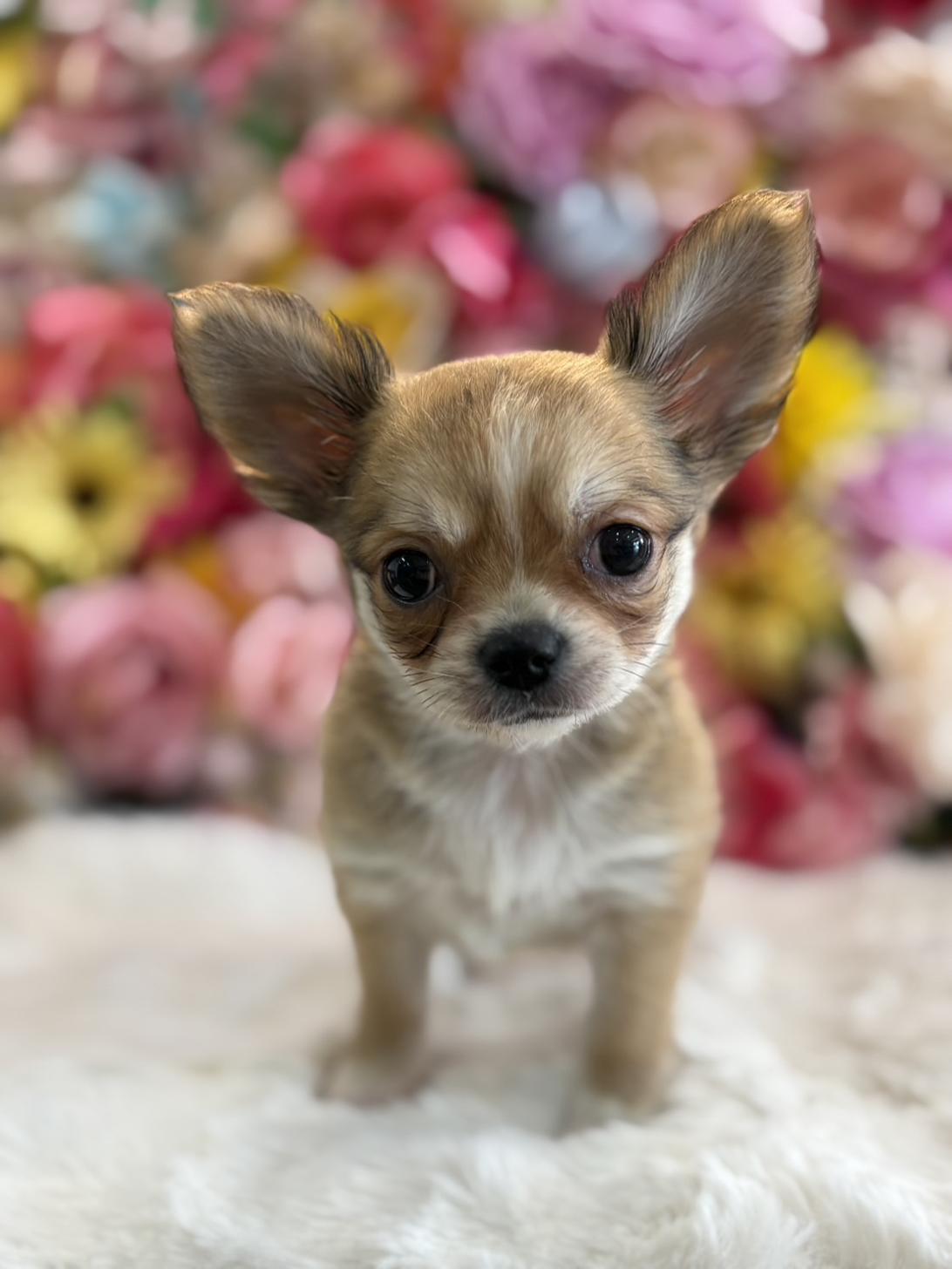 福岡県のチワワ(ロング) (スタードッグス大牟田店/2026年1月6日生まれ/女の子/レッドホワイト)の子犬