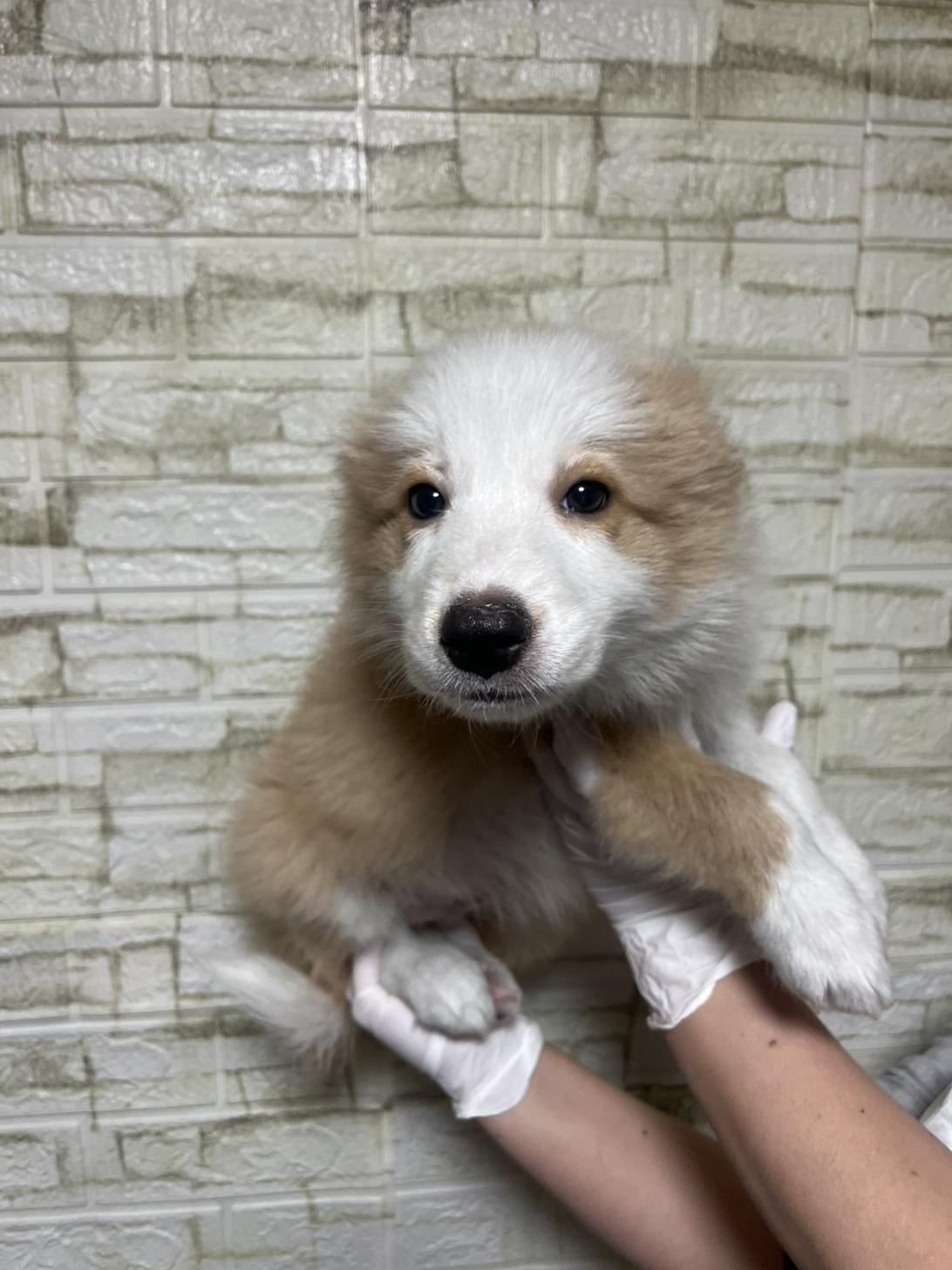 埼玉県のボーダーコリー (ペッツスマイル加須インター店/2026年1月15日生まれ/男の子/レッドホワイト)の子犬の1枚目の画像