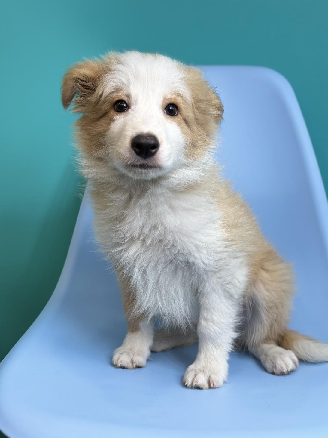 埼玉県のボーダーコリー (ペッツスマイル加須インター店/2026年1月15日生まれ/男の子/レッドホワイト)の子犬の1枚目の画像