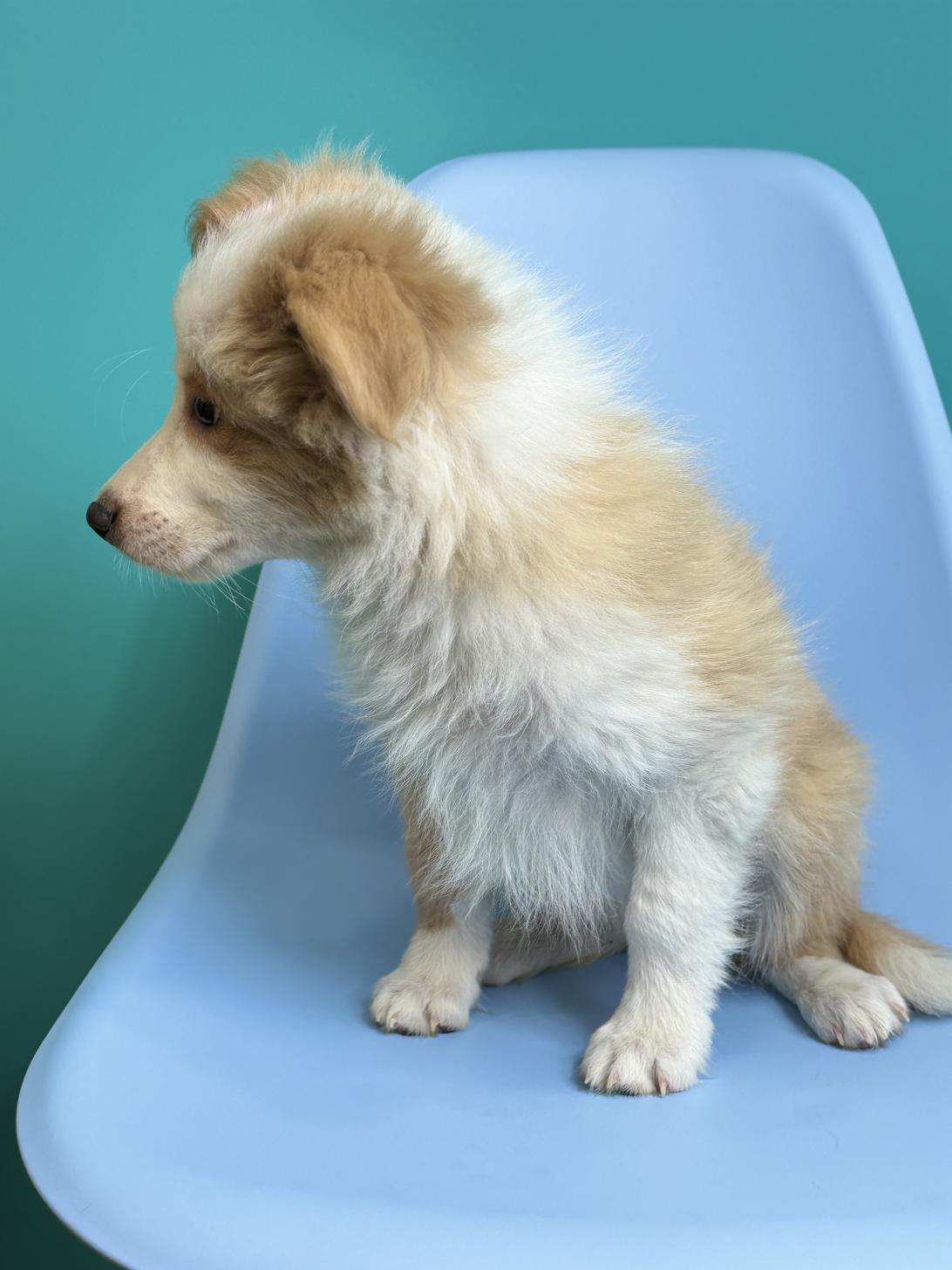 埼玉県のボーダーコリー (ペッツスマイル加須インター店/2026年1月15日生まれ/男の子/レッドホワイト)の子犬の2枚目の画像