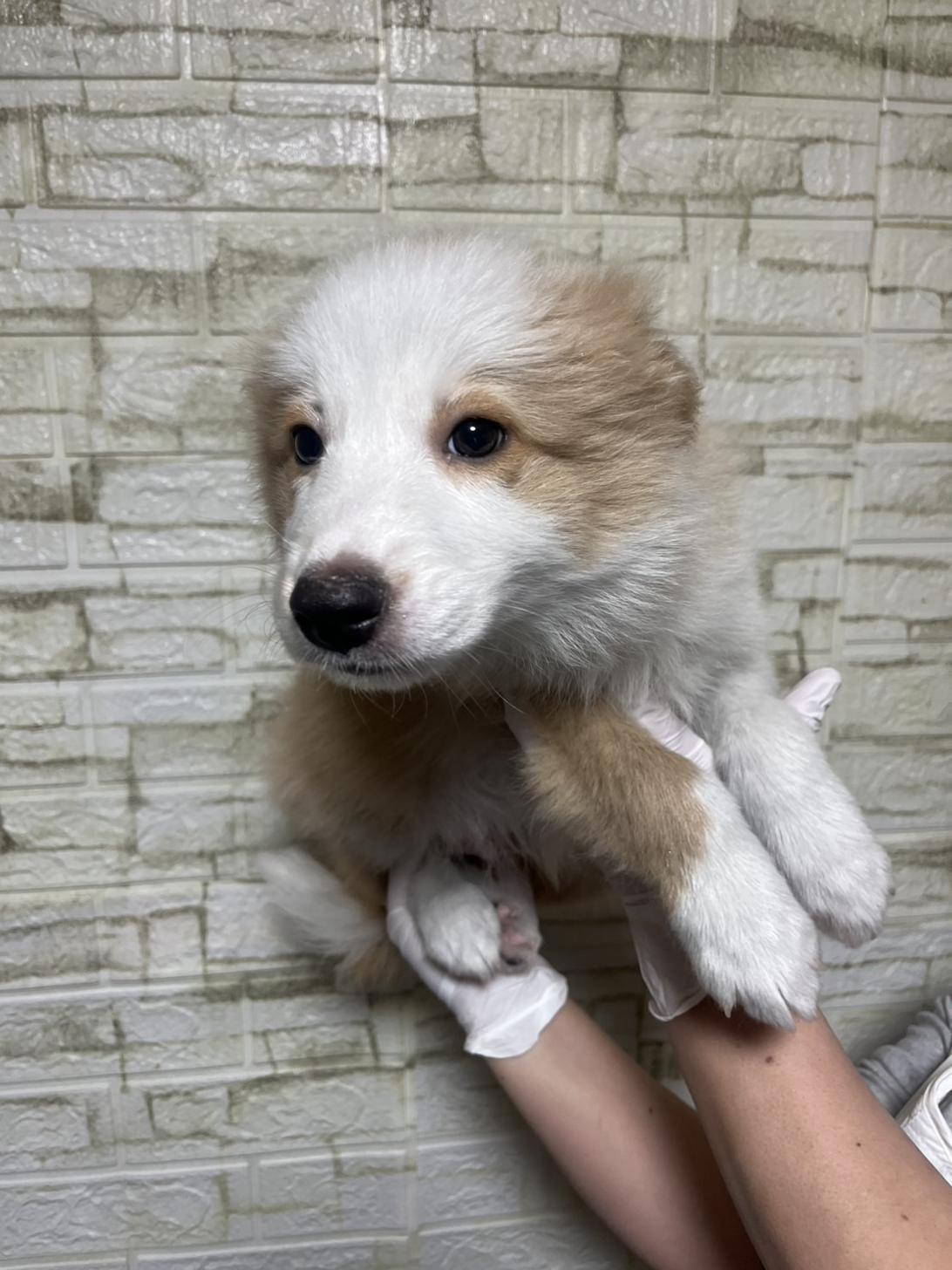 埼玉県のボーダーコリー (ペッツスマイル加須インター店/2026年1月15日生まれ/男の子/レッドホワイト)の子犬の3枚目の画像