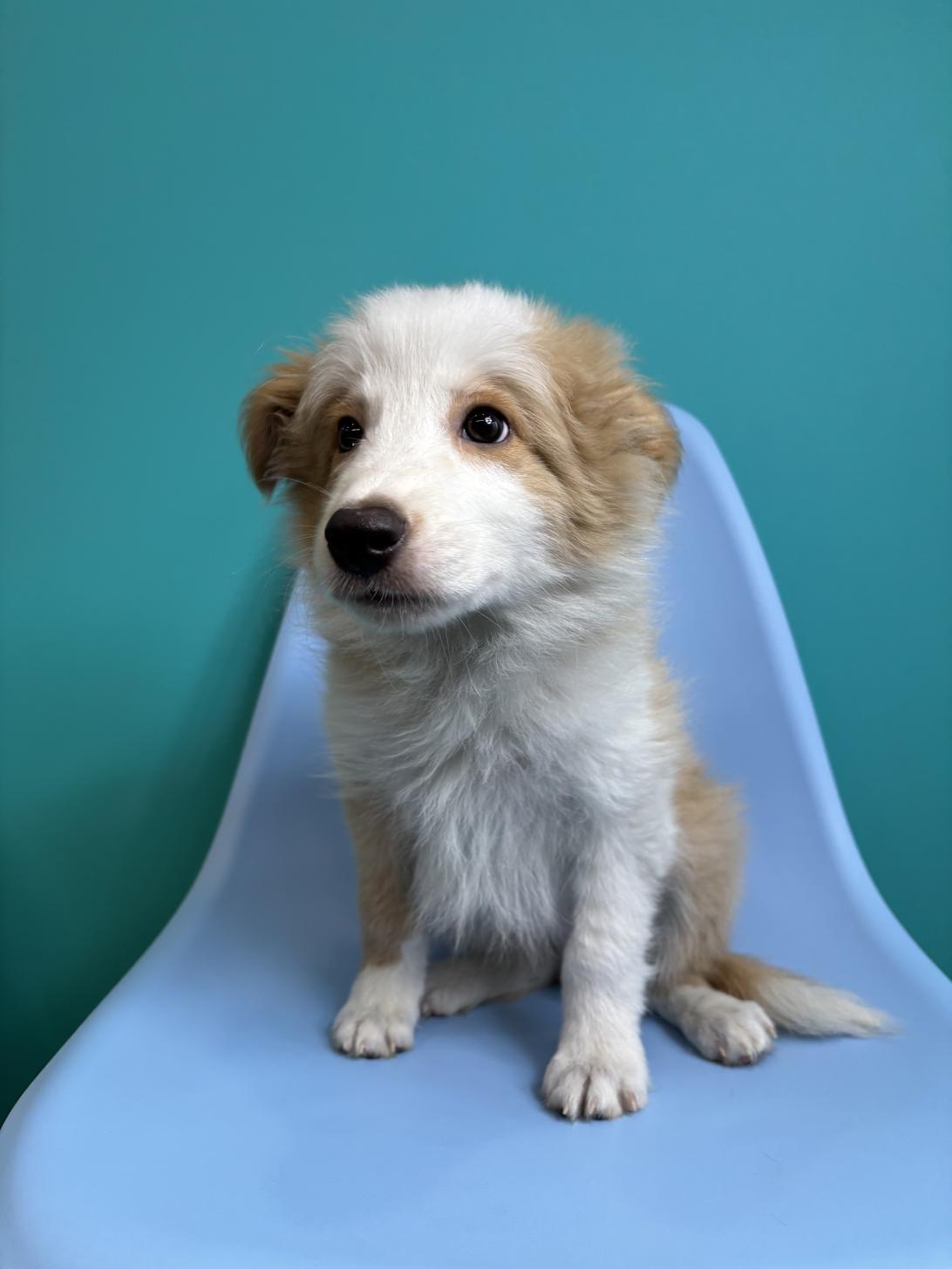 埼玉県のボーダーコリー (ペッツスマイル加須インター店/2026年1月15日生まれ/男の子/レッドホワイト)の子犬の3枚目の画像