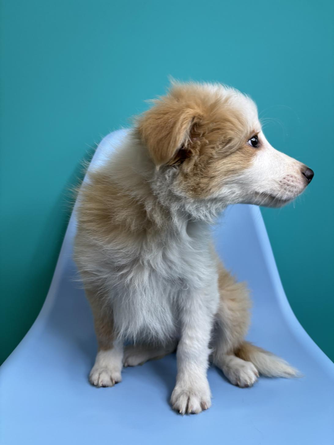 埼玉県のボーダーコリー (ペッツスマイル加須インター店/2026年1月15日生まれ/男の子/レッドホワイト)の子犬の4枚目の画像