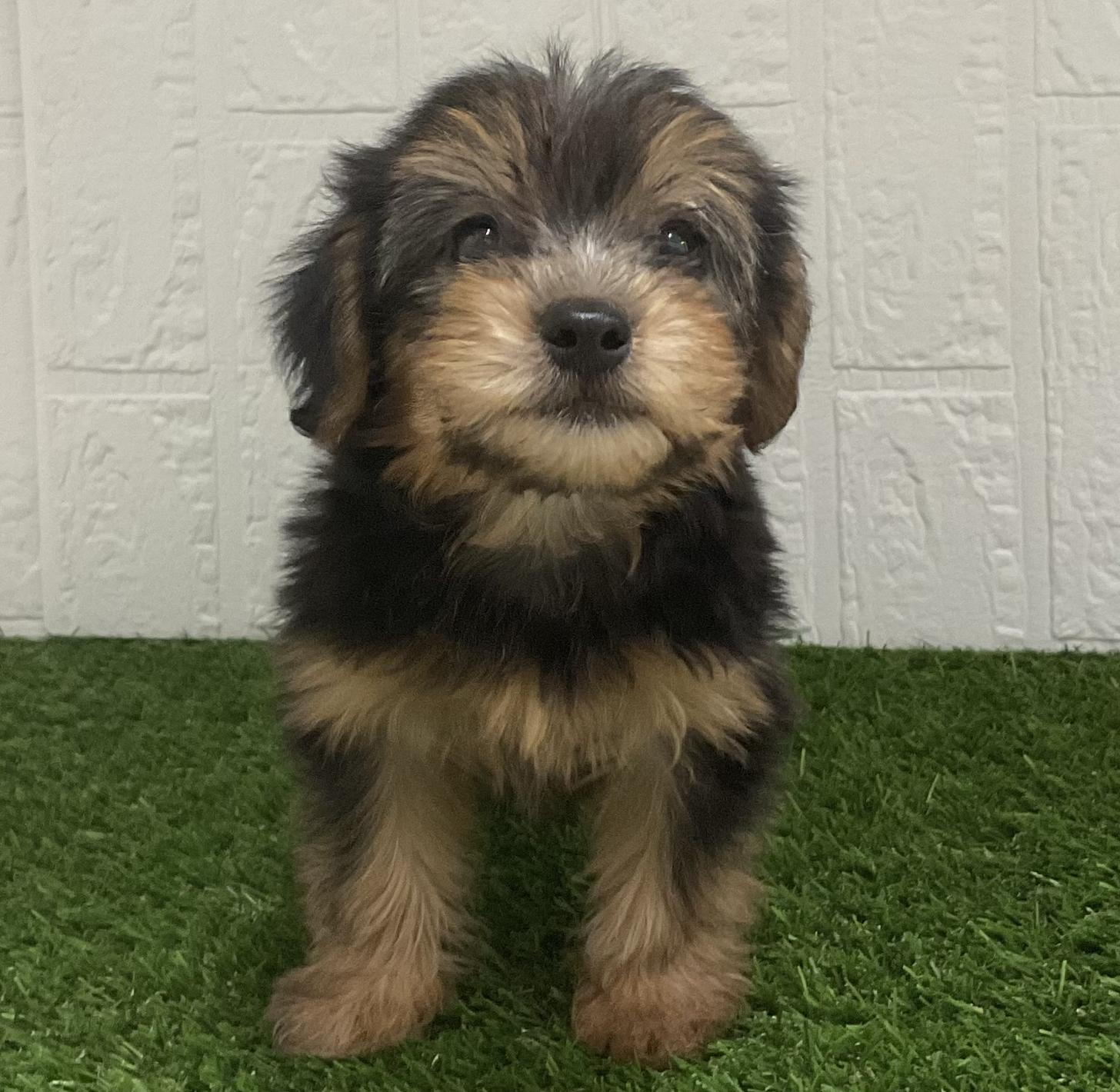 佐賀県のハーフ犬・ミックス犬 (ドッグズホーム佐賀店/2025年3月23日生まれ/女の子/ブラックタン)の子犬