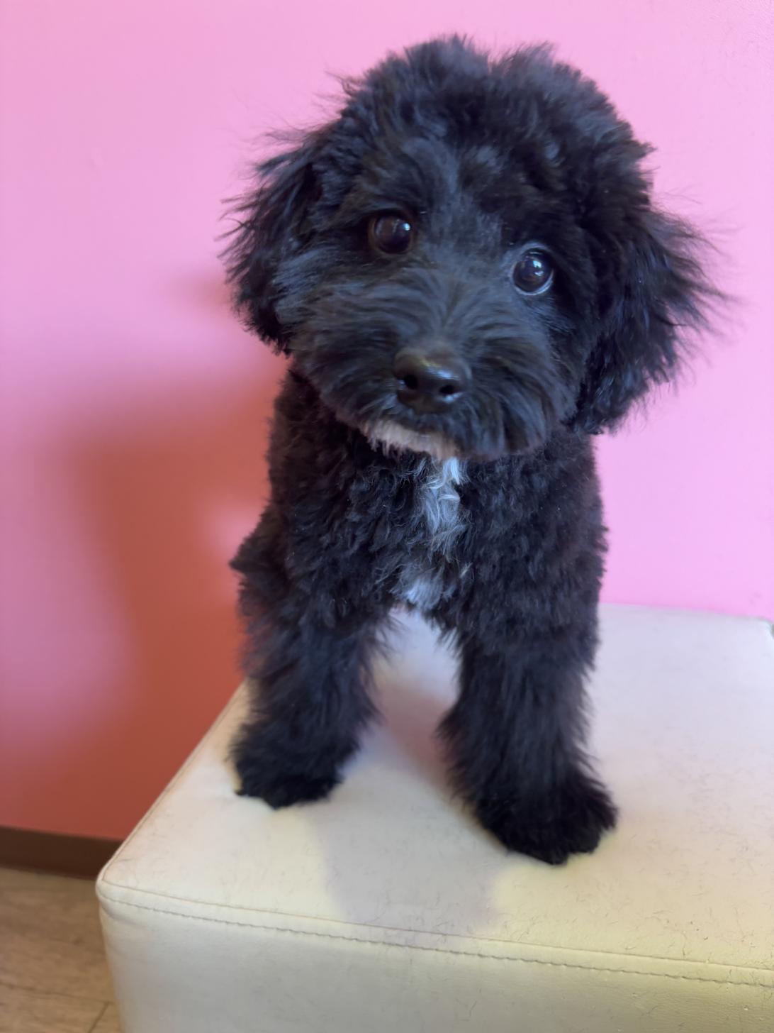 埼玉県のポメプー(ポメラニアン×プードル) (ペッツスマイル南中野店/2025年9月15日生まれ/男の子/ブラックホワイト)の子犬の1枚目の画像