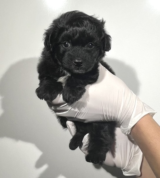 埼玉県のポメプー(ポメラニアン×プードル) (ペッツスマイル南中野店/2025年9月15日生まれ/男の子/ブラックホワイト)の子犬の1枚目の画像