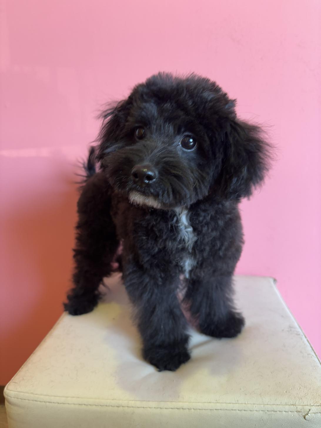 埼玉県のポメプー(ポメラニアン×プードル) (ペッツスマイル南中野店/2025年9月15日生まれ/男の子/ブラックホワイト)の子犬の2枚目の画像