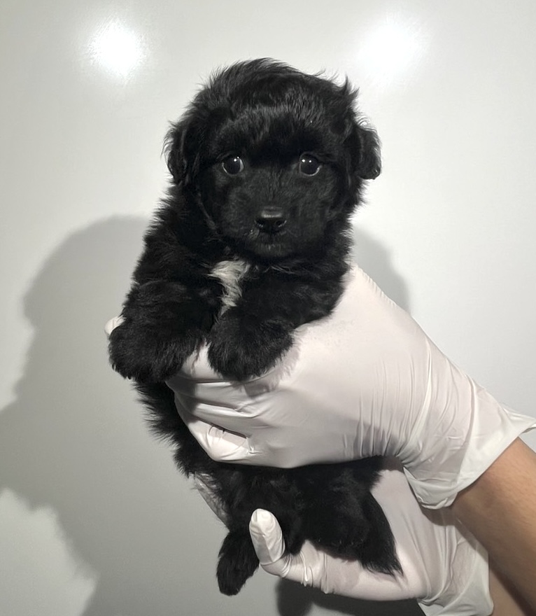 埼玉県のポメプー(ポメラニアン×プードル) (ペッツスマイル南中野店/2025年9月15日生まれ/男の子/ブラックホワイト)の子犬の2枚目の画像