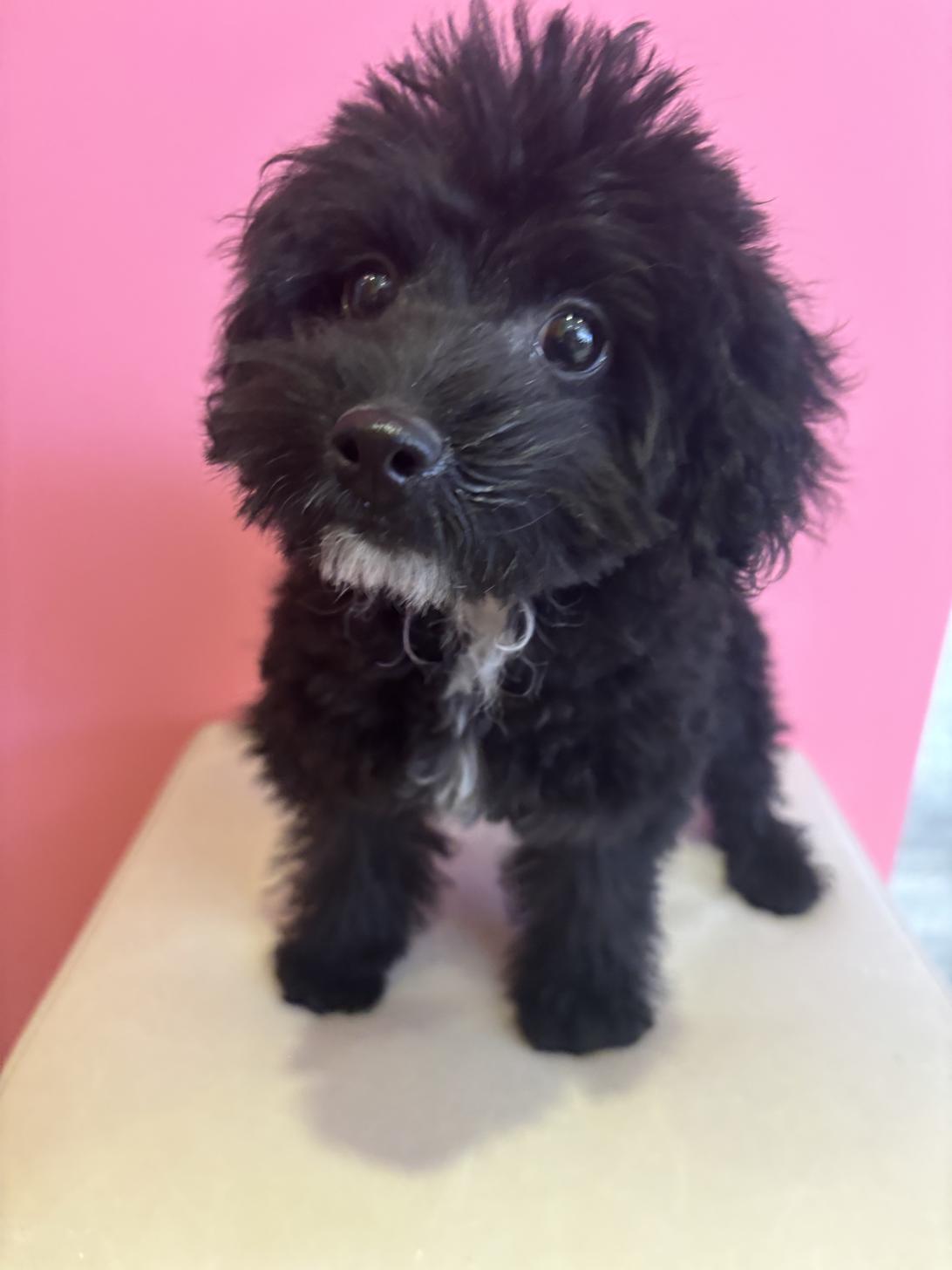 埼玉県のポメプー(ポメラニアン×プードル) (ペッツスマイル南中野店/2025年9月15日生まれ/男の子/ブラックホワイト)の子犬の2枚目の画像