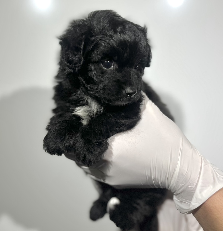 埼玉県のポメプー(ポメラニアン×プードル) (ペッツスマイル南中野店/2025年9月15日生まれ/男の子/ブラックホワイト)の子犬の3枚目の画像