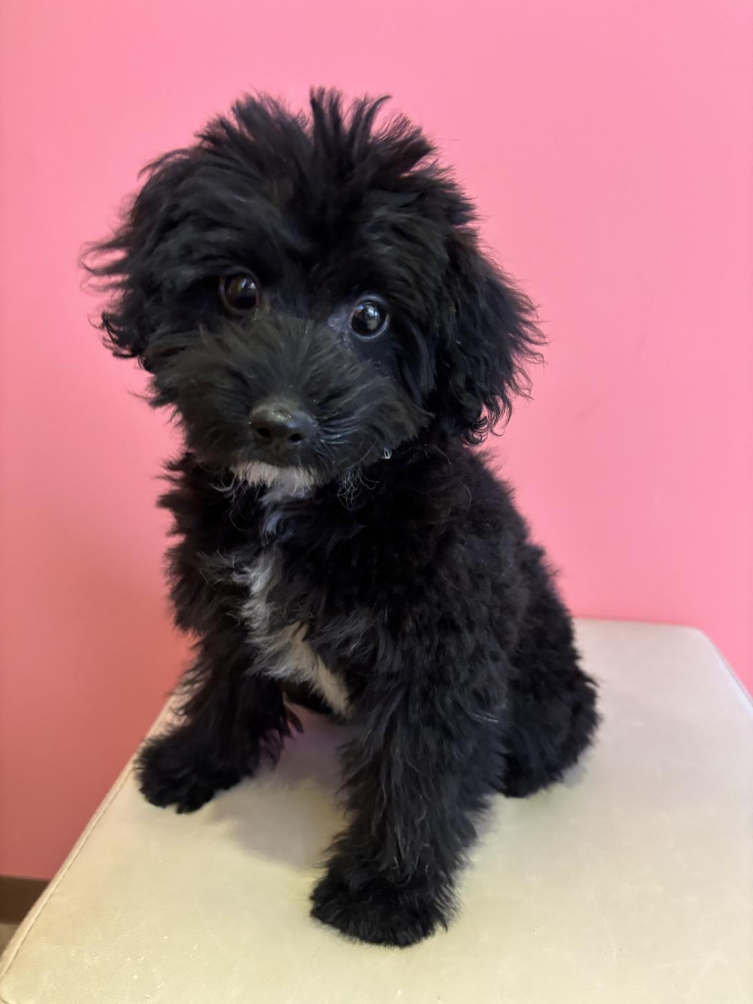 埼玉県のポメプー(ポメラニアン×プードル) (ペッツスマイル南中野店/2025年9月15日生まれ/男の子/ブラックホワイト)の子犬の3枚目の画像