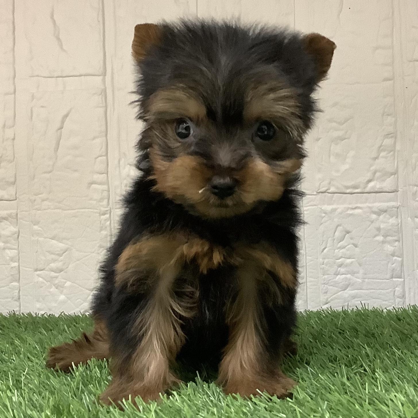 福岡県のヨークシャーテリア (ディスワン ドッグズホーム大野城店/2025年12月22日生まれ/男の子/スチールブルータン)の子犬