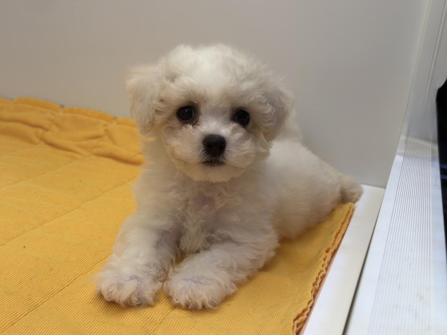 北海道のビションフリーゼ (ペットフェイス大谷地店/2025年4月25日生まれ/女の子/ホワイト)の子犬の1枚目の画像