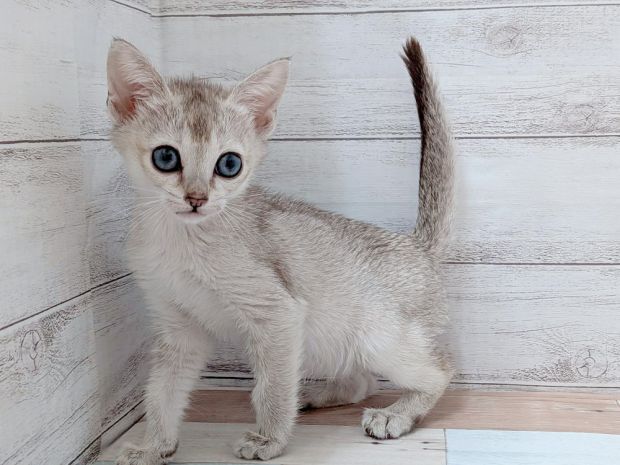 新潟県のシンガプーラ (竹内ペット 新津本店/2026年2月7日生まれ/女の子/セピアアグーティ)の子猫の1枚目の画像