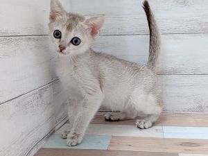 新潟県のシンガプーラ (竹内ペット 新津本店/2026年2月7日生まれ/女の子/セピアアグーティ)の子猫の2枚目の画像