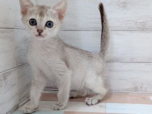 新潟県のシンガプーラ (竹内ペット 新津本店/2026年2月7日生まれ/女の子/セピアアグーティ)の子猫の3枚目の画像