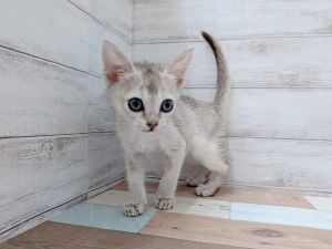 新潟県のシンガプーラ (竹内ペット 新津本店/2026年2月7日生まれ/女の子/セピアアグーティ)の子猫の4枚目の画像