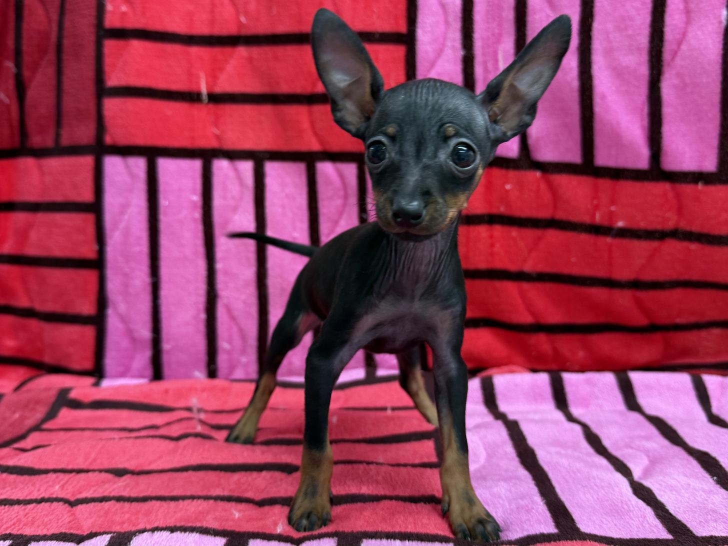 愛知県のミニチュアピンシャー (ハピースペット春日井アミーゴ店/2025年10月26日生まれ/女の子/ブラックタン)の子犬